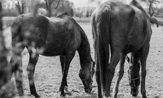Problemy z trawieniem u koni – przyczyny, objawy i jak wspierać układ pokarmowy