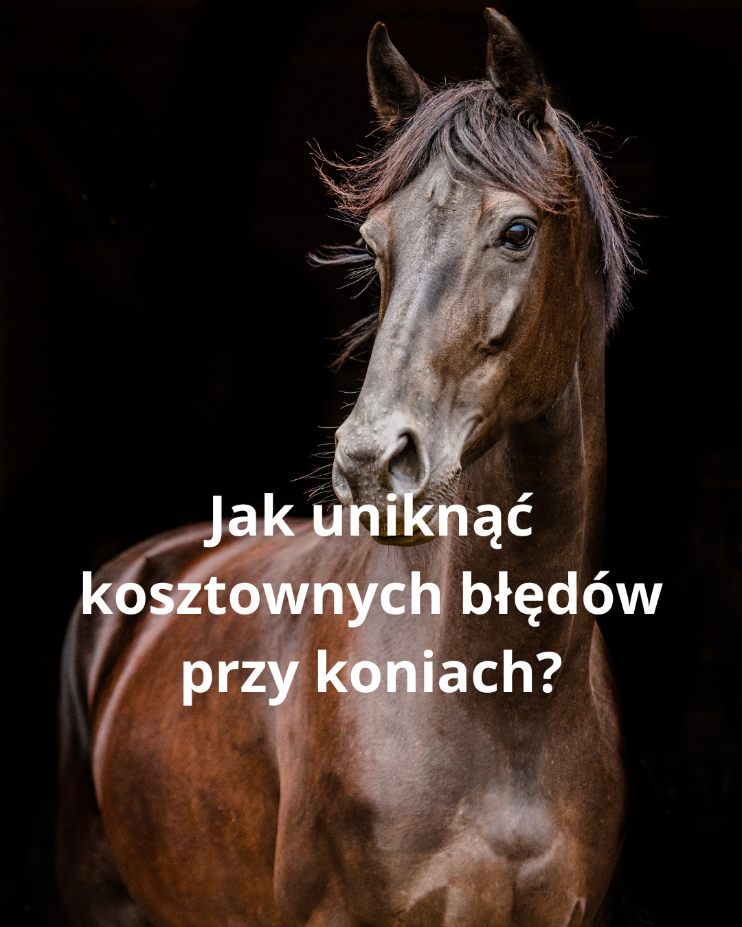 Hodowla koni – od czego zacząć? Kompletny poradnik dla początkujących